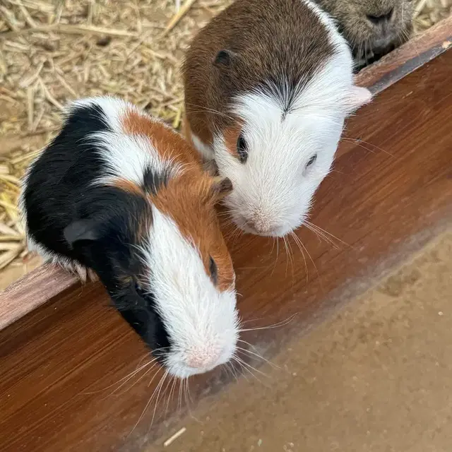 제베원 응원봉 사실분