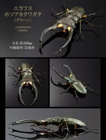 에라푸스 호소아카 사슴벌레 피규어