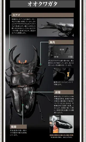 생물대도감 어드밴스 온라인판 사슴벌레02 오오쿠와가타 피규어