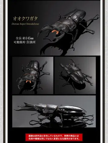 생물대도감 어드밴스 사슴벌레 02 오오쿠와가타 피규어 약 145mm