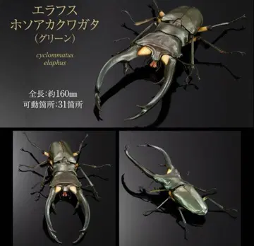 생물대도감 어드밴스 에라프스호소아카사슴벌레 (그린) 온라인 한정판