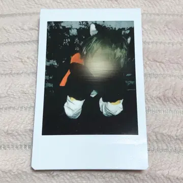 러브시크 사쿠라 폴라로이드