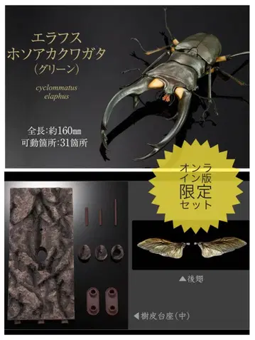 [ 온라인판 ] 생물대도감 어드밴스 에라푸스 호소아카사슴벌레 ( 그린 )