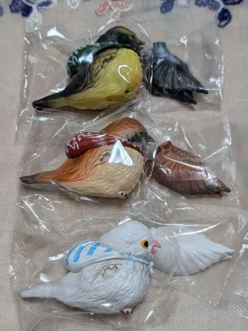 강도새 키비타키 호오지로 시프라 한정판 분초