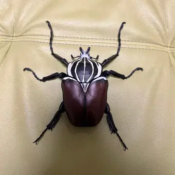 생물대도감 골리앗장수풍뎅이 곤충 생물 가챠