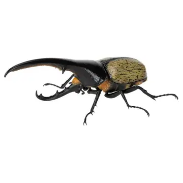 생물대도감 딱정벌레 07 헤라클레스 헤라클레스 개조 (노랑)