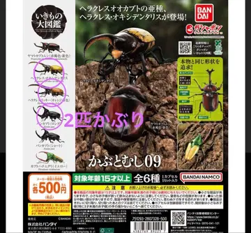 거의 새상품 생물대도감 투구벌레 09 4마리 세트 덤 포함