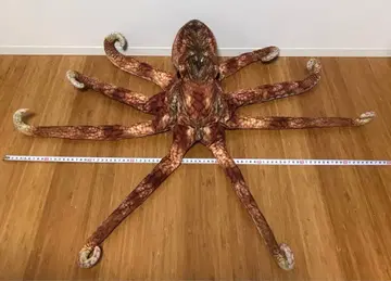 사카나쿤 문어 봉제 인형