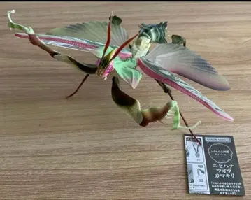 가짜 꽃 사마귀 수컷