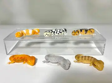 니시아프리카 도마뱀붙이와 아프리카 물왕도마뱀 잠자는 시리즈 컴프 세트