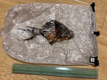 WIMWORKS 롤탑 DCF 스태프색