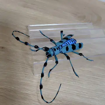 생물대도감 루리보시카미키리