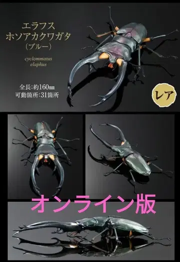 에라푸스 호소아카사슴벌레 블루 생물대도감 어드밴스 사슴벌레02