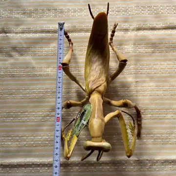 사마귀 피규어 약 27cm 택 포함 BIG 사마귀