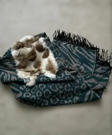 osmosis 오즈모시스 대형 퍼 스톨