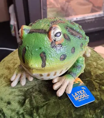 미사용 벨츠노 개구리 라텍스 모델