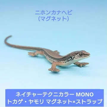 레어 [키탄클럽] 네이처 테크니컬러 도마뱀 도마뱀 일본줄도마뱀