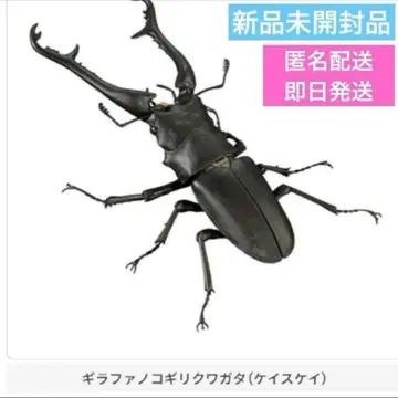 생물대도감 파 넓적사슴벌레 (케이스케이) 미개봉 새상품