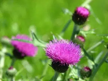 새상품급 ABISTE 스와로브스키 앤티크 목걸이 고져스 ABISTE