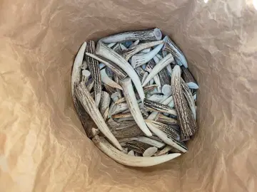 사슴 뿔 핸드메이드 소재 약 25kg 불규칙 모양