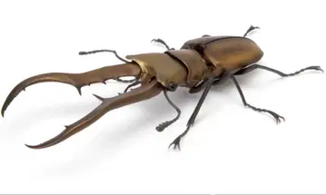 생물대도감 장수풍뎅이 04 메탈리페르 호소아카사슴벌레