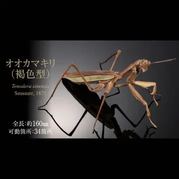 넓적사마귀(갈색) 생물대도감 어드밴스 넓적사마귀와 풀무치