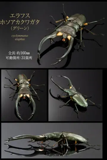 생물대도감 어드밴스 사슴벌레 02 에라프스호소아카사슴벌레 (그린)