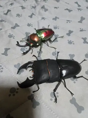 곤충 대도감 사슴벌레 가챠 니지이로 스마토라히라타