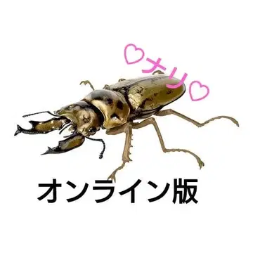 온라인판 바바 황금귀 사슴벌레 생물대도감 장수풍뎅이 09 곤충