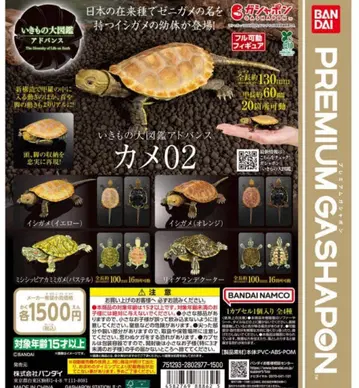 생물대도감 어드밴스 거북 02 전 4종 컴프 세트