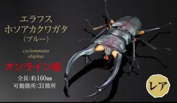 생물대도감 어드밴스 사슴벌레 02 에라푸스 호소아카사슴벌레 블루