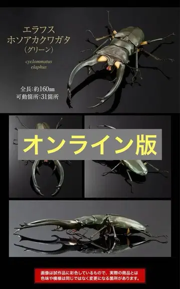 생물대도감 어드밴스 사슴벌레 02 에라푸스 호소아카사슴벌레 온라인판