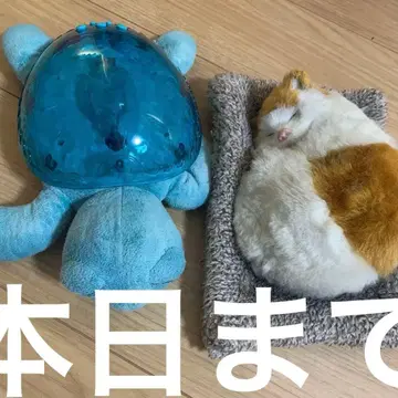 아쿠아 터틀 cloud b 수면 유도 불면증 잠들기 어려움 발달 장애