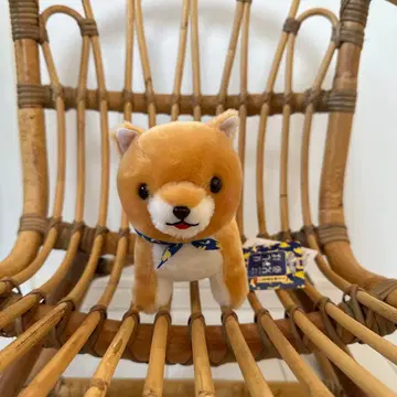 콩시바 콩시바 시바견 봉제 인형 브라운 파란 반다나