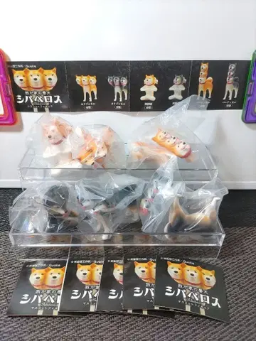 가챠 시바베로스 풀 컴프