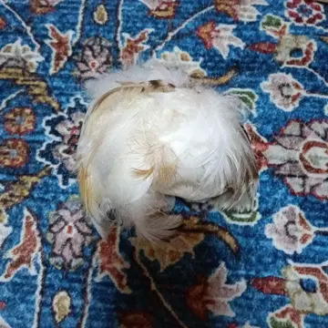 [ 일요일 가격 인하 ] 인형용 깃털 가발