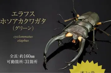 생물대도감 어드밴스 에라푸스 호소아카사슴벌레(그린) 온라인판