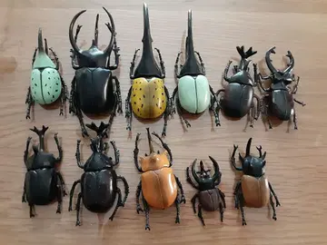 장수풍뎅이 사슴벌레 입체 곤충 도감 피규어 세트