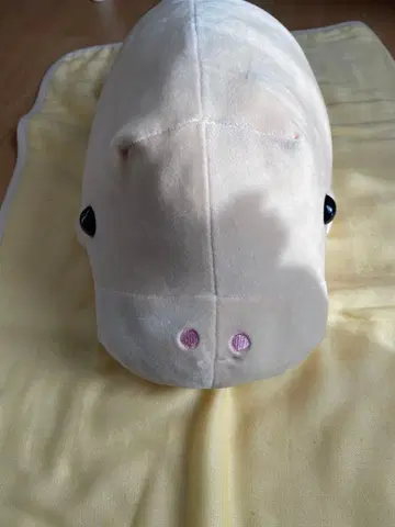 도바 수족관 한정판 쫀득쫀득 듀공 봉제 인형 대