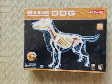 4D VISION DOG 풀 스켈레톤 모델