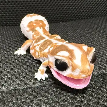 생물대도감 쁘띠 니시아프리카도마뱀붙이 화이트 아웃 캐러멜