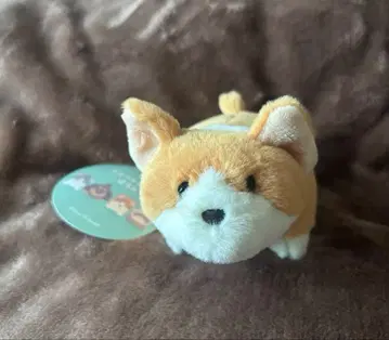 숏 레그포차 블루블루에 bleubleuet