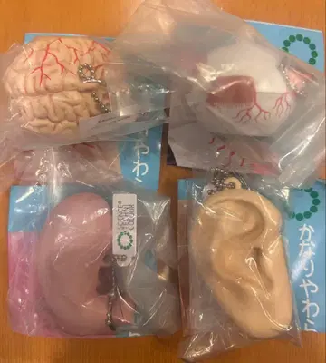 매우 부드러운 인체 모형 입체 도감 뇌 귀 눈 위 세트