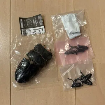 오오쿠와가타 생물대도감 어드밴스 사슴벌레 02