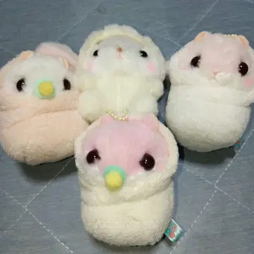 코로하무 콜론 포테우사 롯피