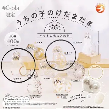 우리 아이 털뭉치 브라운 태비 샴