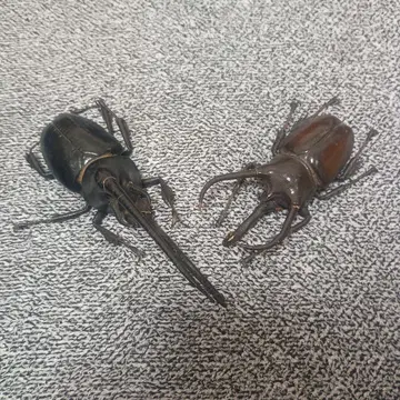 장수풍뎅이 피규어 2개 세트