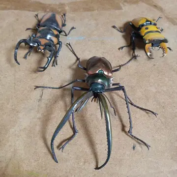 생물 대도감 사슴벌레