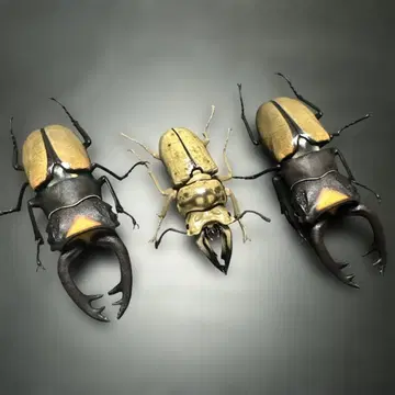 생물대도감 사슴벌레 09