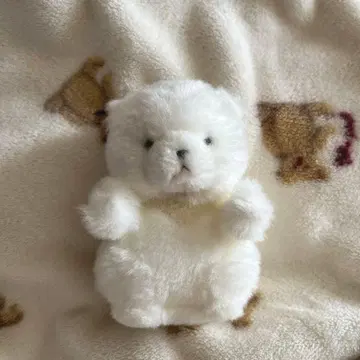 [ 익명 배송 ] TAKENOKO의 곰 봉제 인형 타케노코 곰 화이트